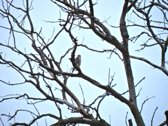 Prairie Falcon in the
