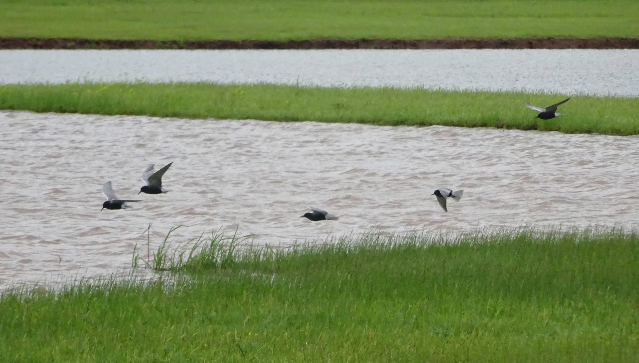 11090983_10105040619864200_5840636361725212071_o