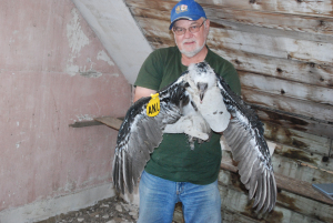 Wayne Nelson took the photo of the bird being held by his colleague Dave Moore at the nest site in Alberta.  