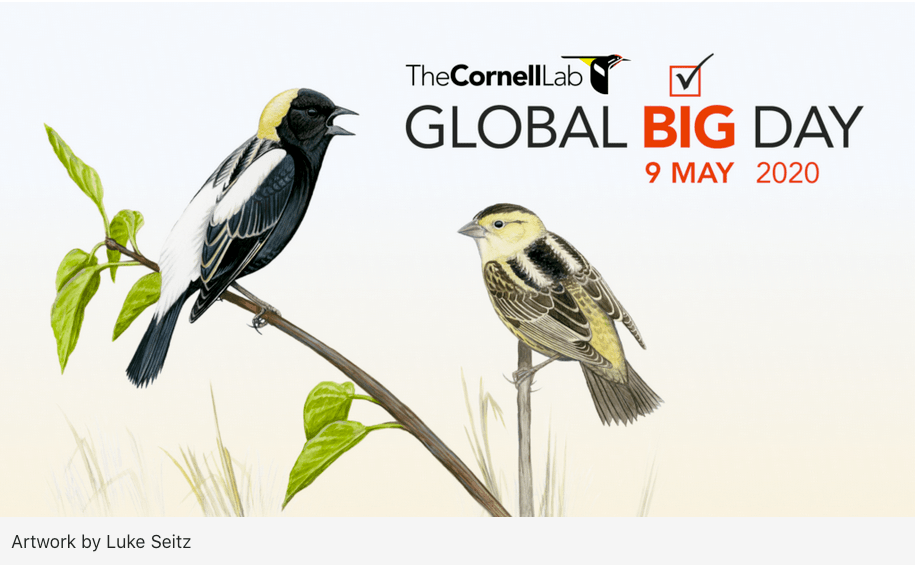 Screen Shot 2020-05-01 at 10.14.17 AM.png