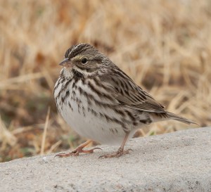 Photo of Savannah Sparrow.