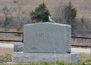 Photo of a Loggerhead Shrike perched on a cemetery gravestone.
